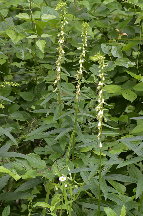 Digitalis lutea / Digitale gialla piccola